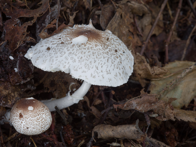 Leucoagaricus gauguei